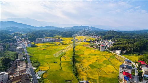 鸭田镇的秋收风光