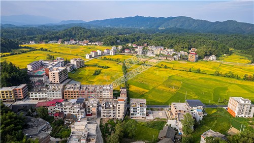 鸭田镇的秋收风光