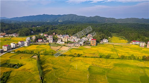 鸭田镇的秋收风光