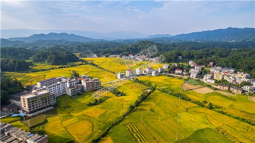 鸭田镇的秋收风光