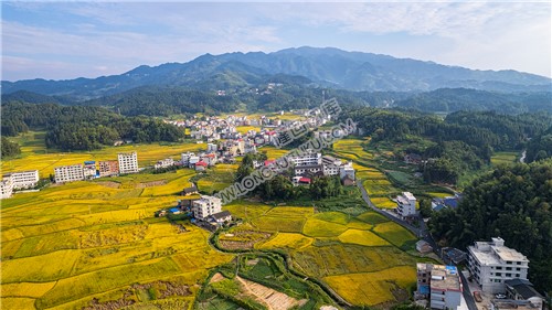 鸭田镇的秋收风光