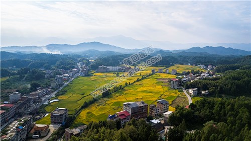 鸭田镇的秋收风光