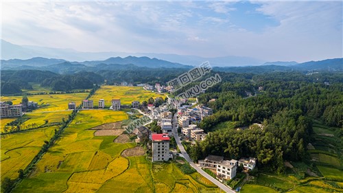 鸭田镇的秋收风光
