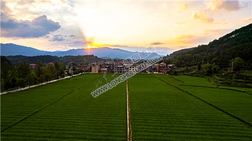 荷田乡村田园风光