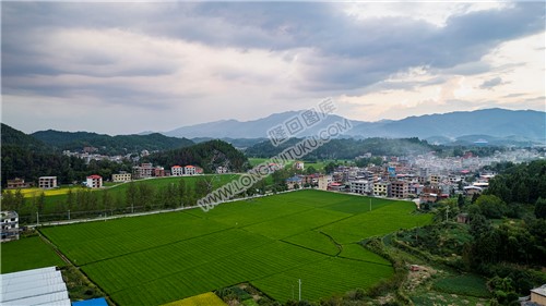 荷田乡村田园风光