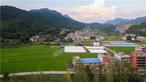 荷田乡村田园风光