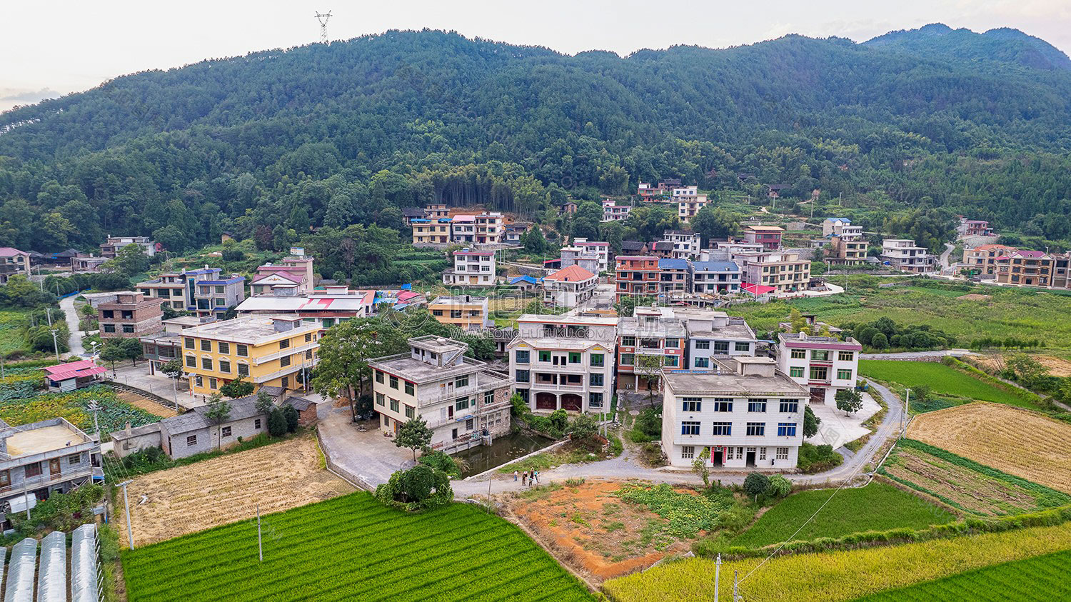荷田乡村田园风光