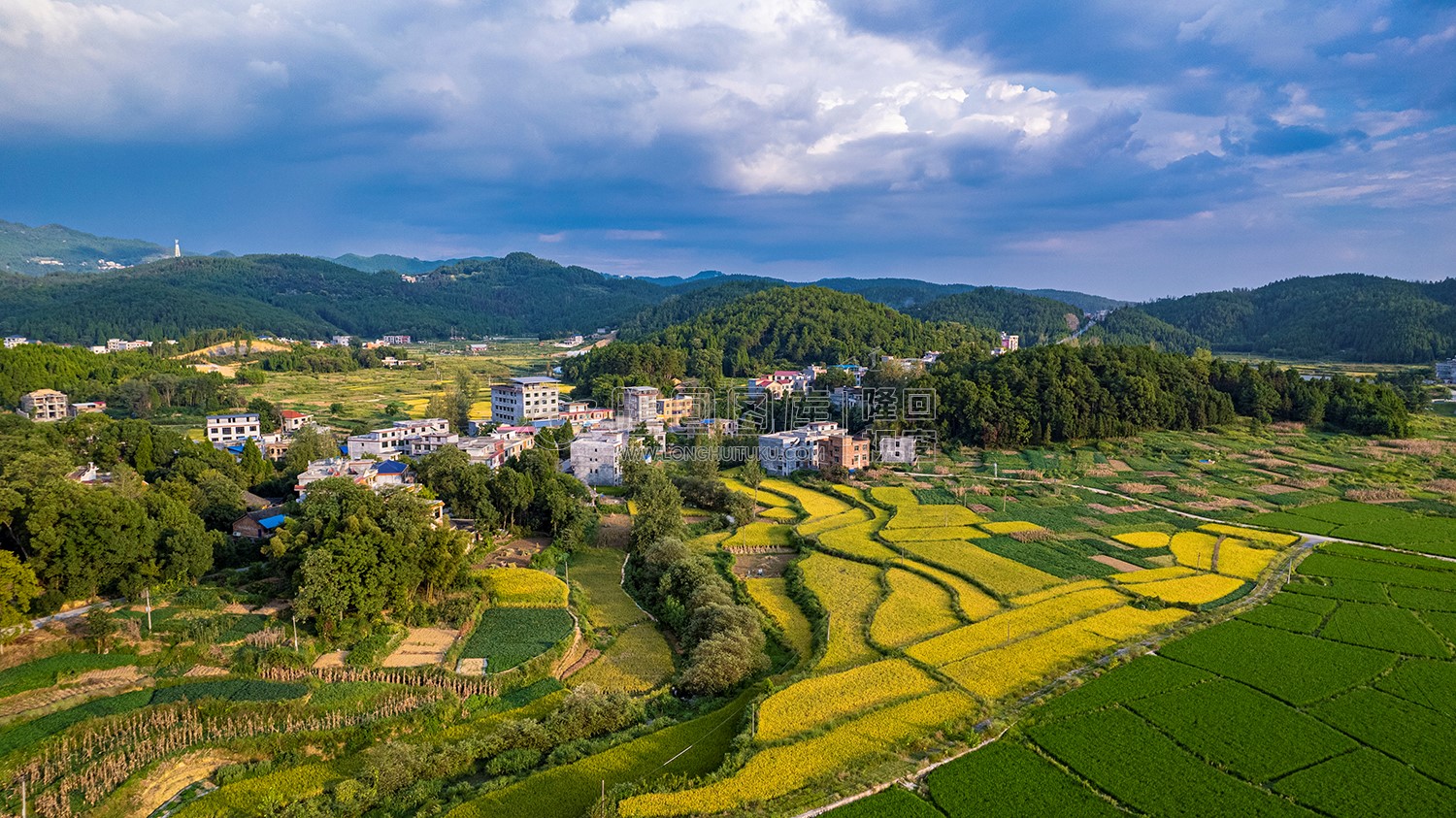 丁山村秋收金色稻田