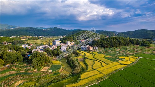 丁山村秋收金色稻田