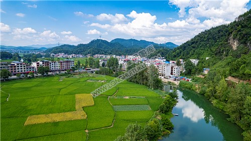 西洋江旁的农田