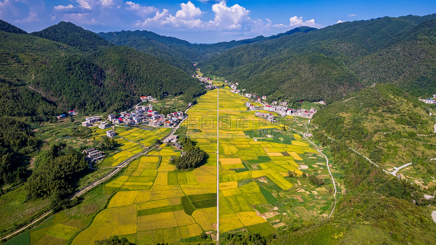 白竹坪村，金色稻田好风光