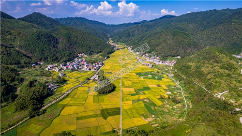 白竹坪村，金色稻田好风光
