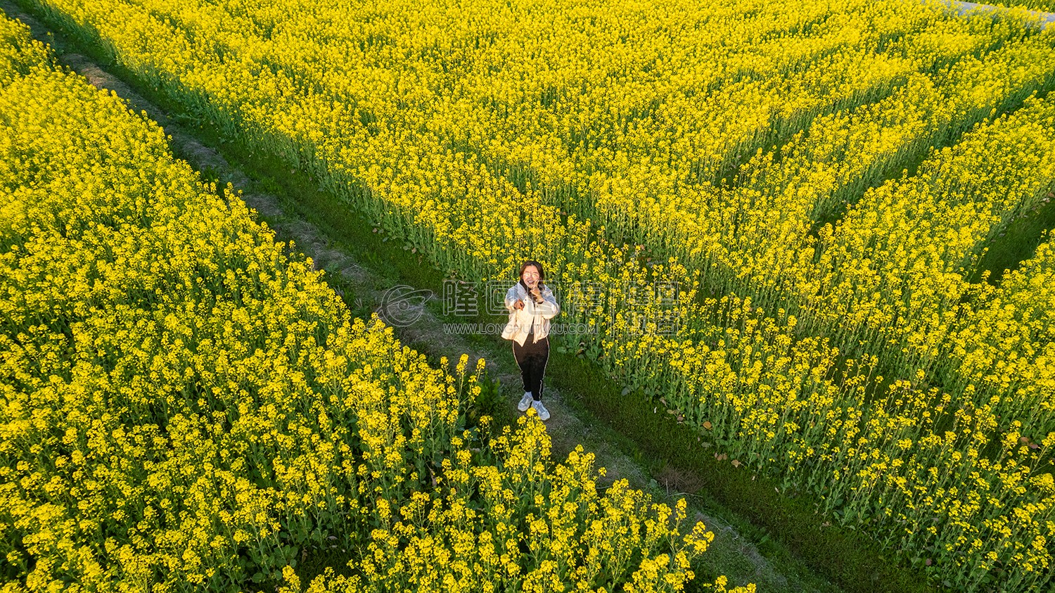 游客在油菜花中留影