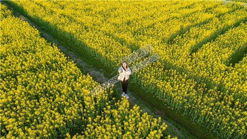 游客在油菜花中留影