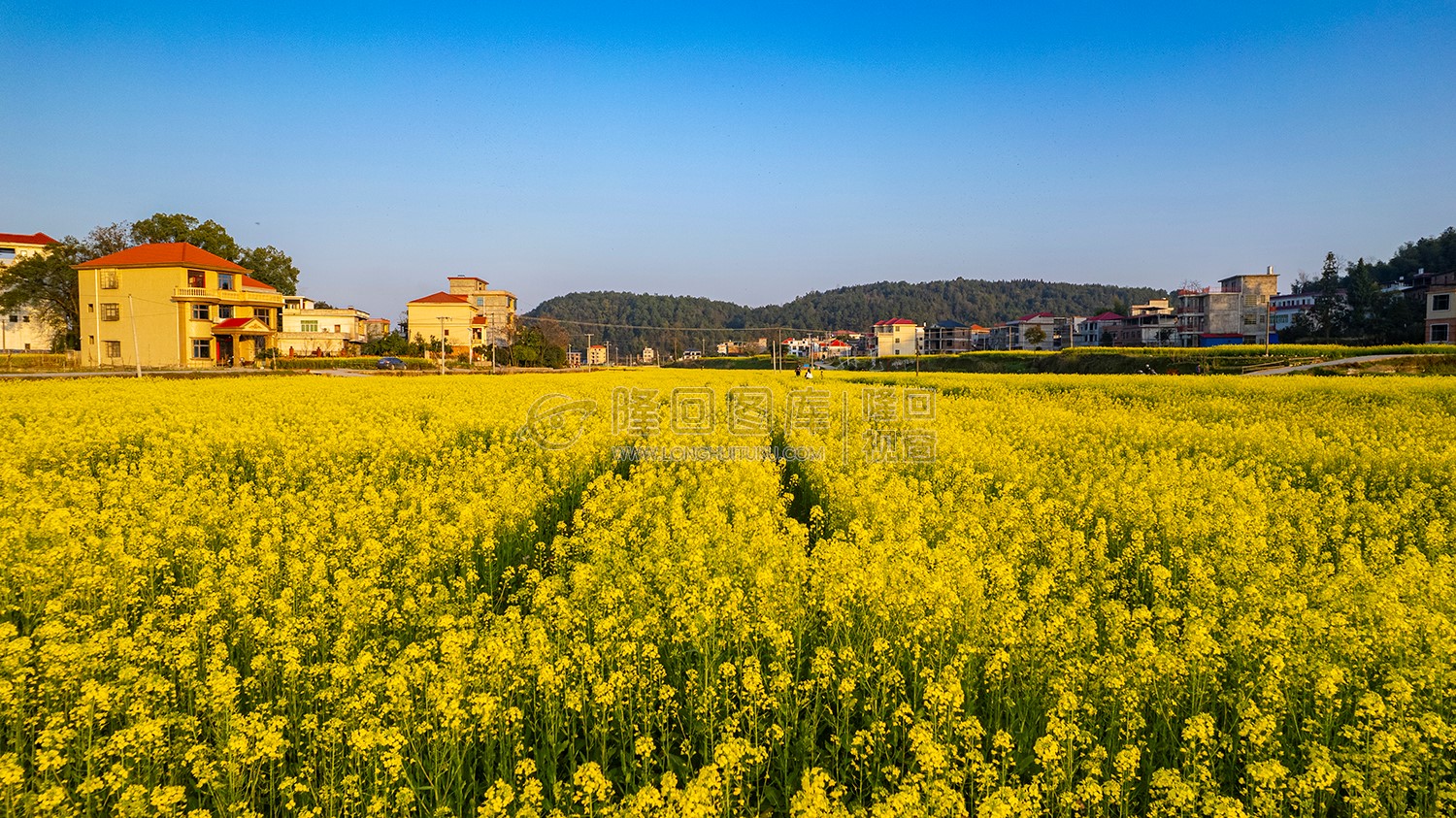 沙坪的油菜花开了