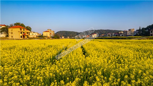 沙坪的油菜花开了