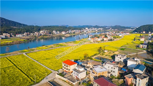 赧水河畔的沙坪村油菜花