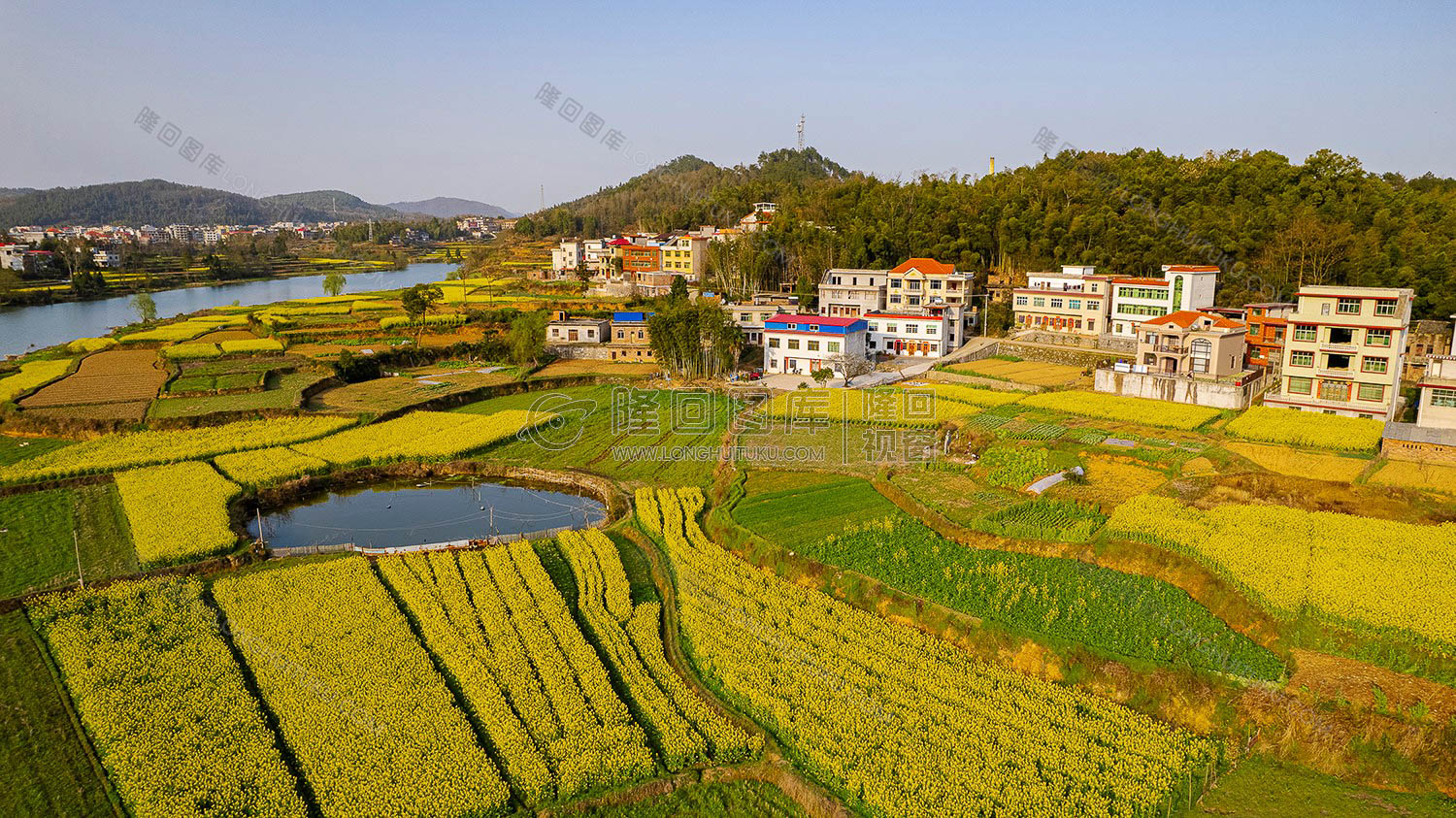 油菜花乡村风光