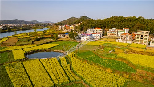 油菜花乡村风光