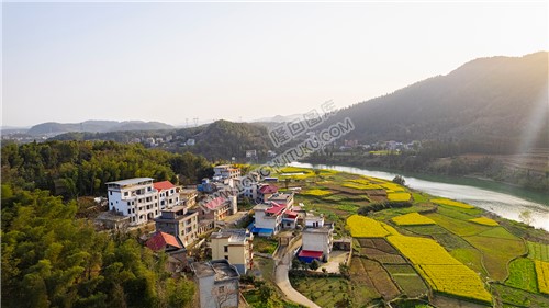 油菜花乡村风光