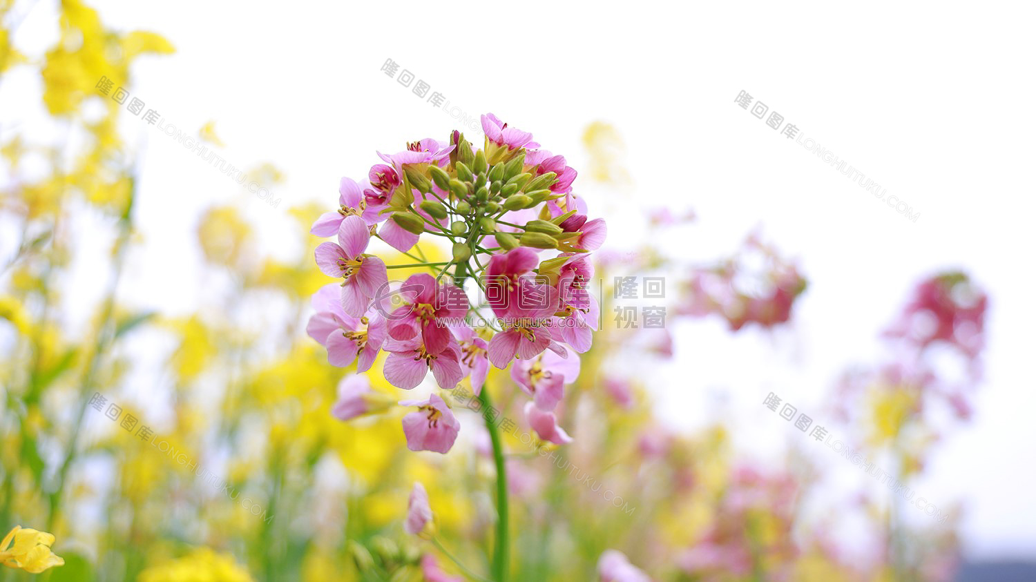 粉红色的油菜花