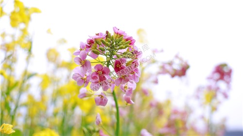 粉红色的油菜花