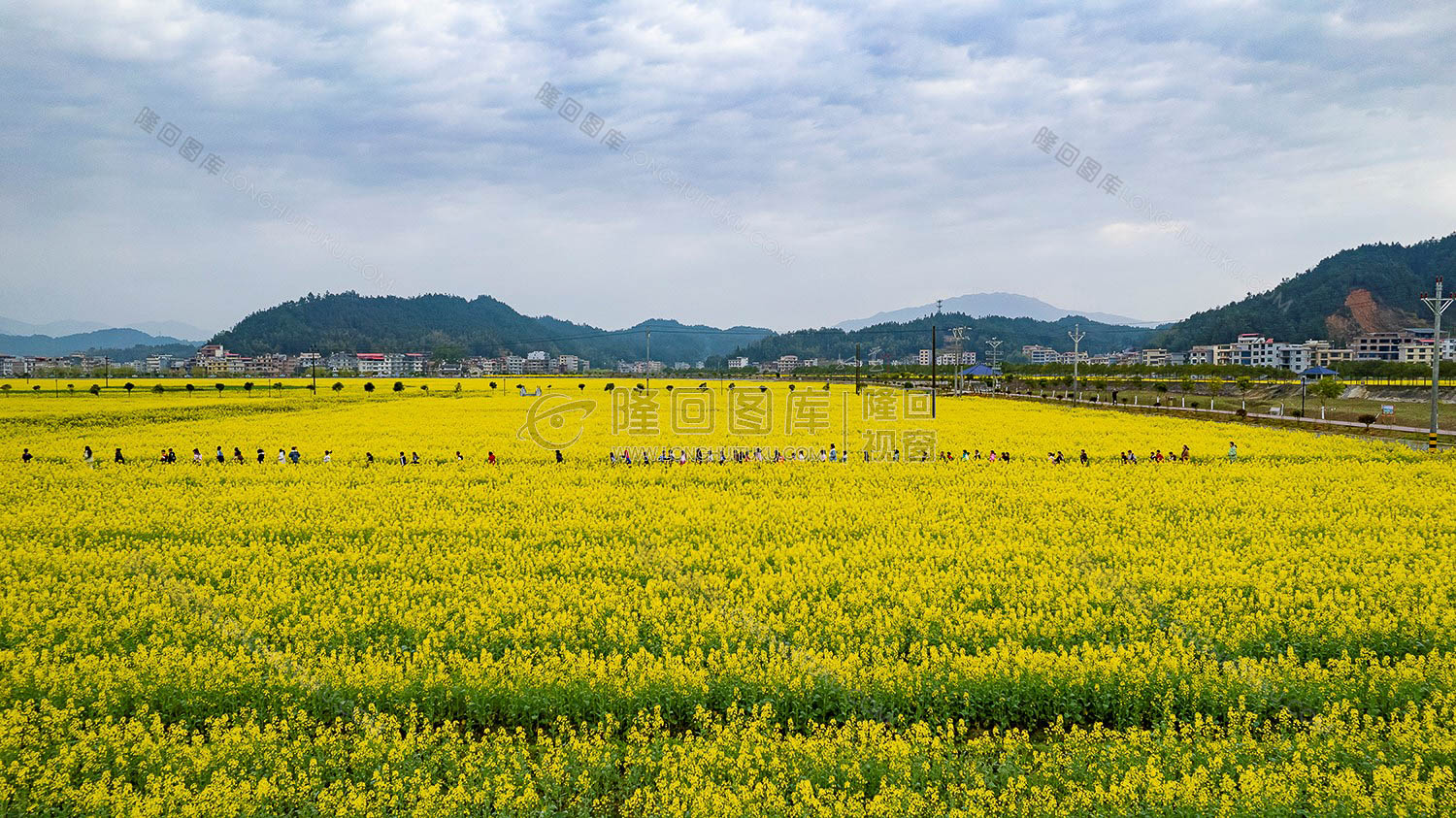 学生们走过油菜花田