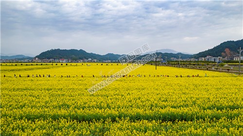 学生们走过油菜花田