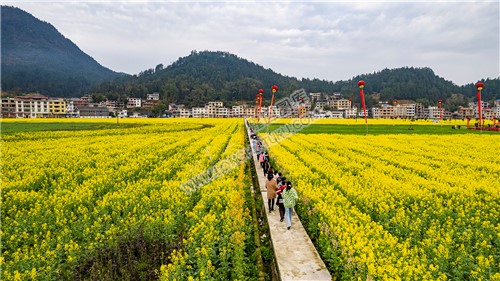 学生们走过油菜花田