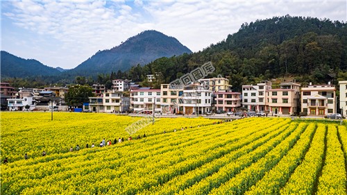 学生们走过油菜花田
