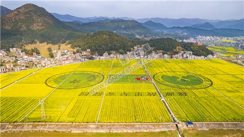 石山湾的油菜花