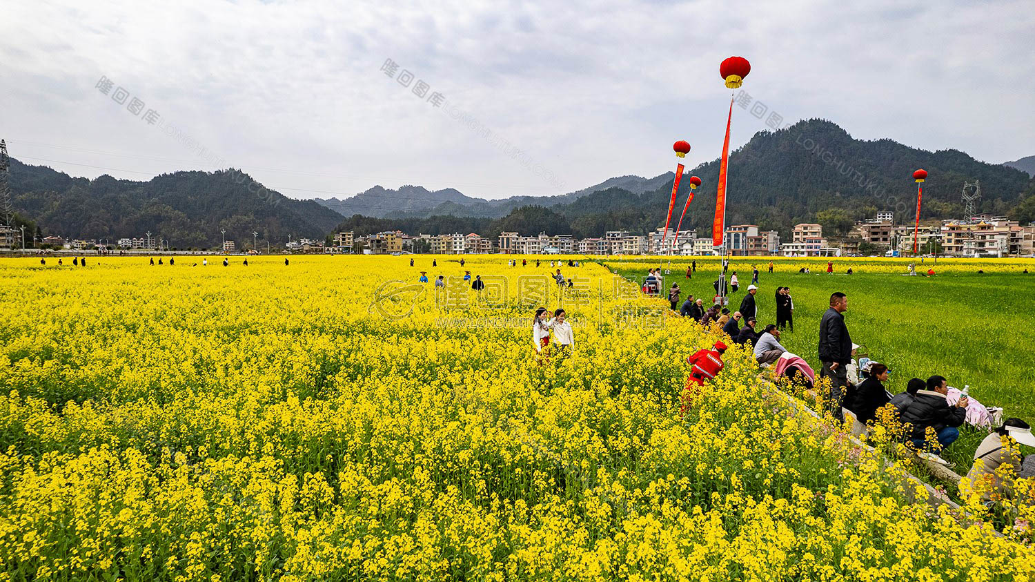 石山湾的油菜花