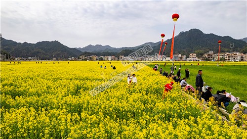 石山湾的油菜花