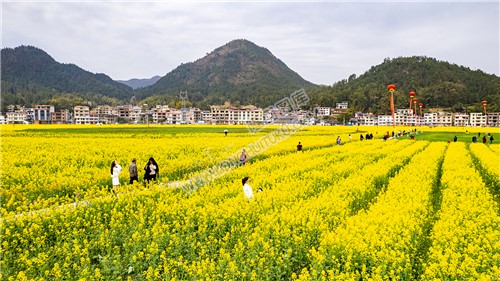 油菜花游客们在拍照