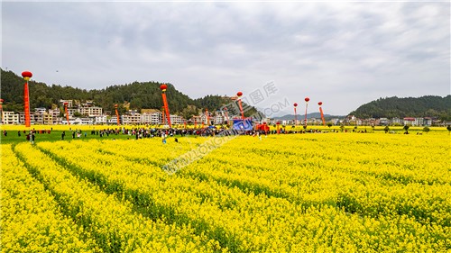 油菜花节现场