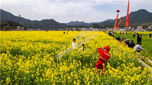 游客们在油菜花中拍照