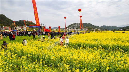 油菜花节现场