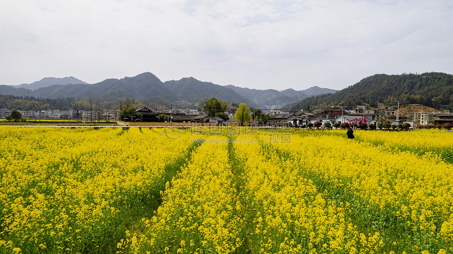 魏源故居的油菜花