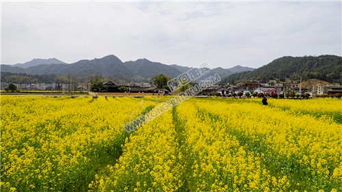 魏源故居的油菜花