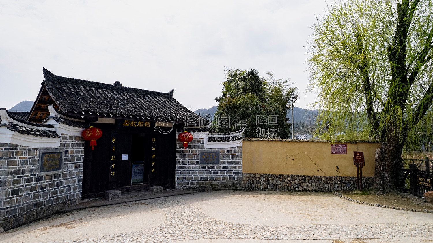 魏源故居前的柳树