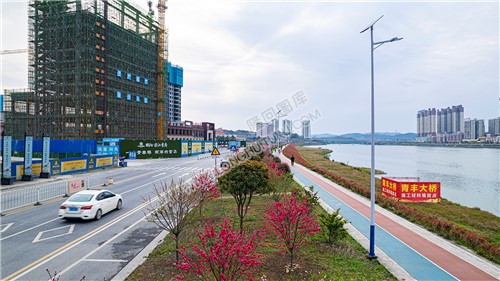 青丰大桥旁的桃花