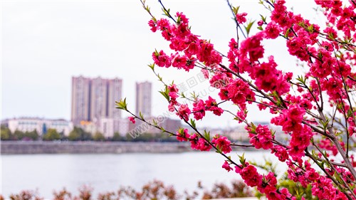 隆回桃花美景