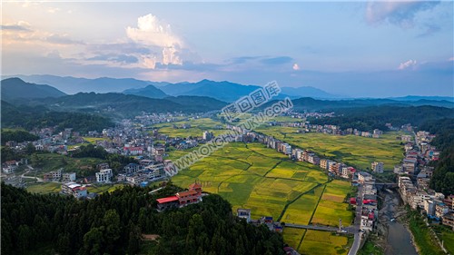 金潭村周边秋收稻田风光