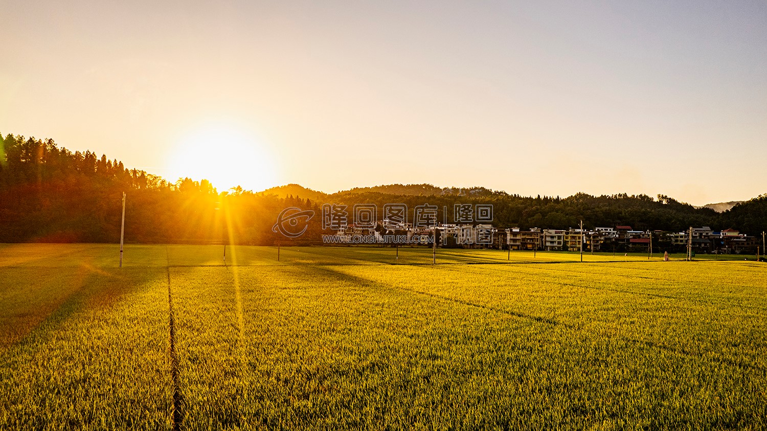 夕阳下的金色稻田