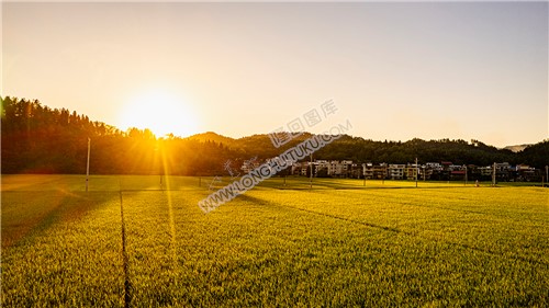 夕阳下的金色稻田