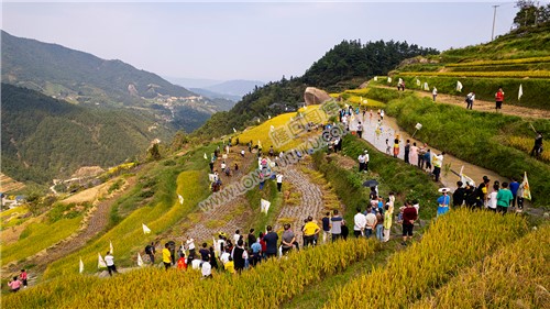 2024年“我在瑶山有块田”白水洞村收割节启动