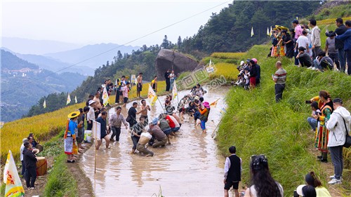 白水洞稻田里拔河