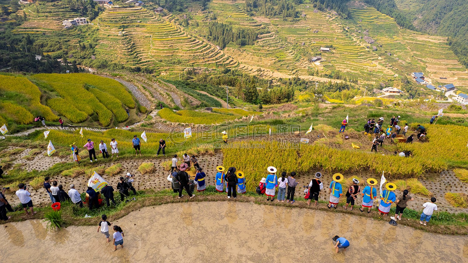 白水洞梯田割禾