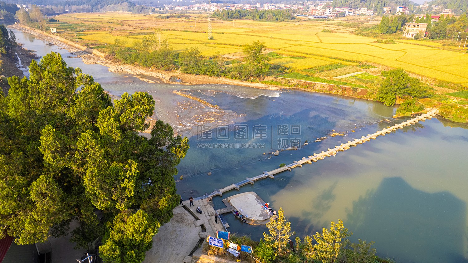 桥头200多年的古柏树