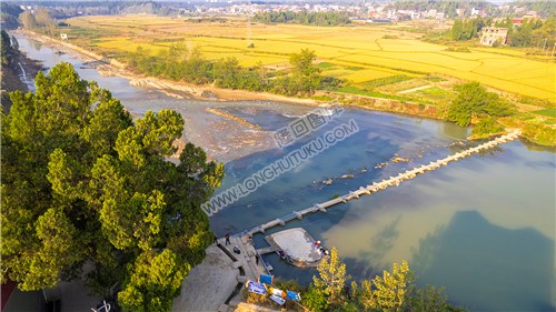 桥头200多年的古柏树